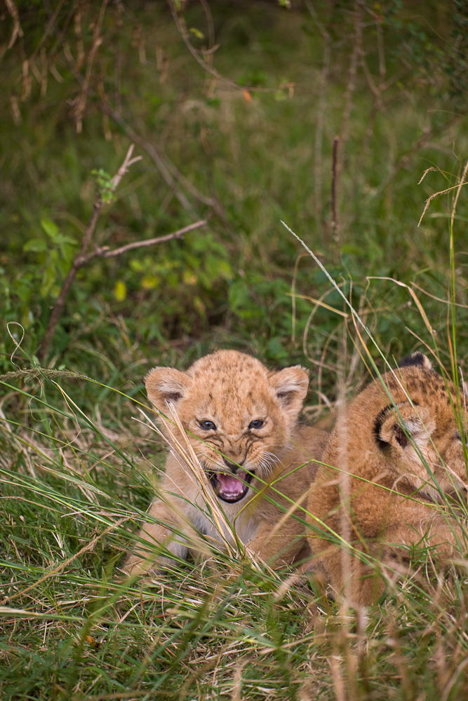 mara